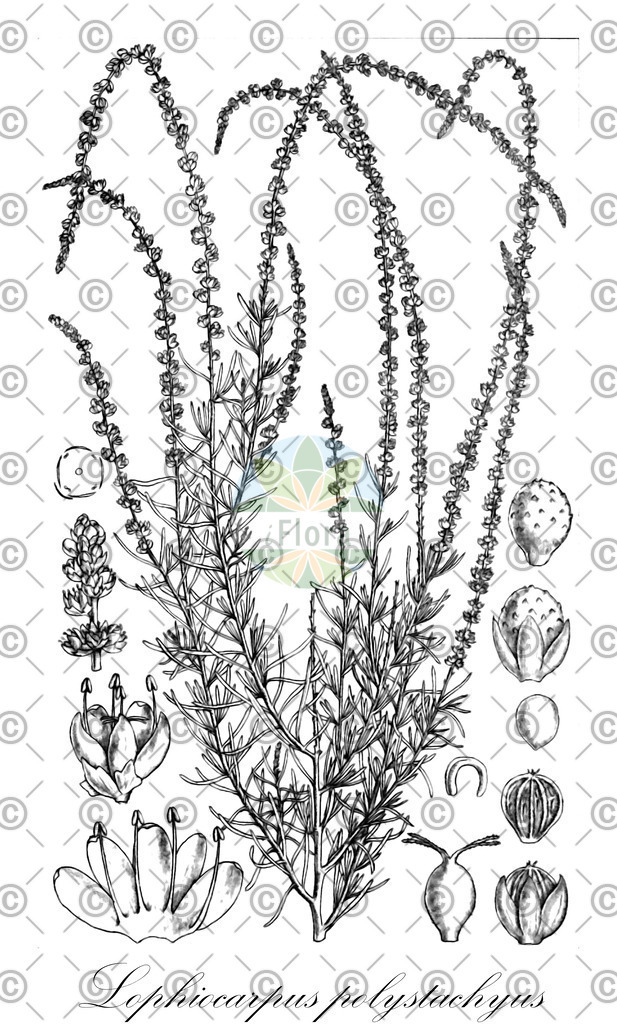 HistAbb_wfo-0000443232_1_ENZY_Simple | Historische Abbildung von Lophiocarpus polystachyus - Lophiocarpaceae | Historical Illustration of Lophiocarpus polystachyus - Lophiocarpaceae