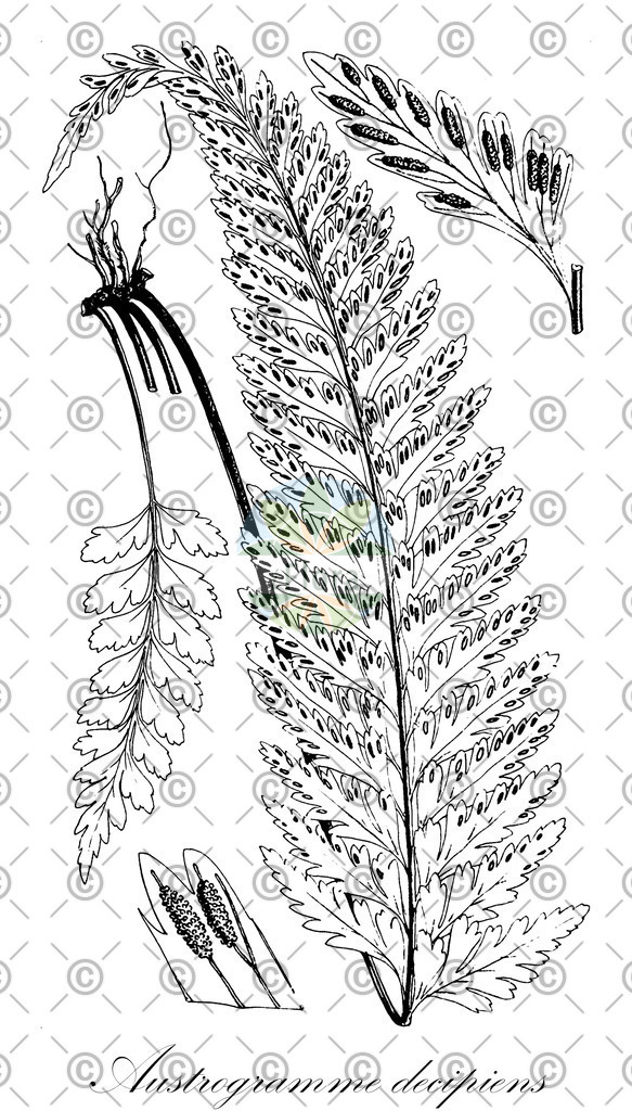 HistAbb_wfo-0000851590_1_ENZY_Simple | Historische Abbildung von Austrogramme decipiens - Pteridaceae | Historical Illustration of Austrogramme decipiens - Pteridaceae