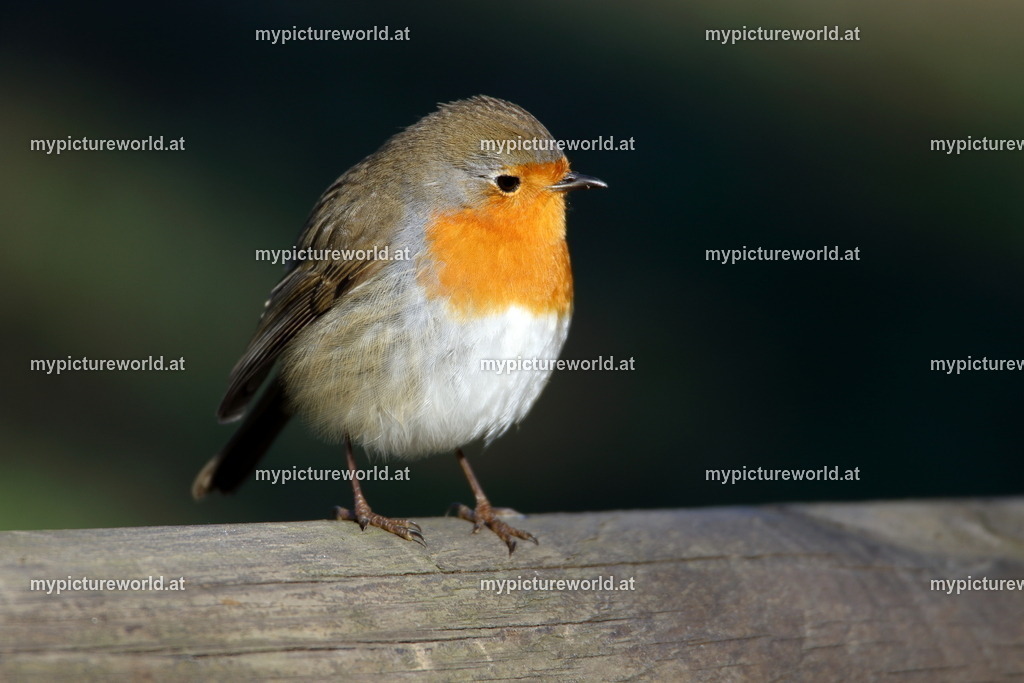 Rotkehlchen-049 | Das Bilderarchiv über Tiere, Planzen und Landschaften. In der Bilddatenbank finden Sie ein große Auswahl an hochwertigen Bilder für Ihre Werbung - Realisiert mit Pictrs.com