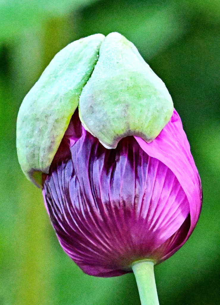 Schlafmohn04h | lucisnaturbilder - Realisiert mit Pictrs.com