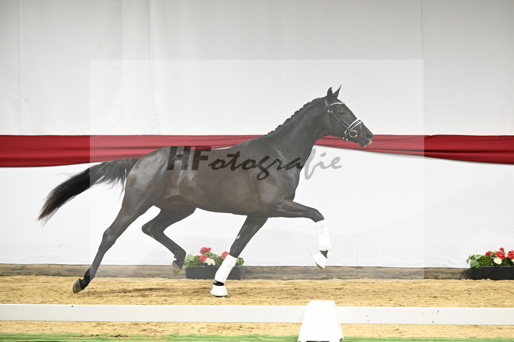 Kat-Nr. 13 v. Zackerey_Blue Hors_63220313 | hf-fotografie - Realizzato con Pictrs.com