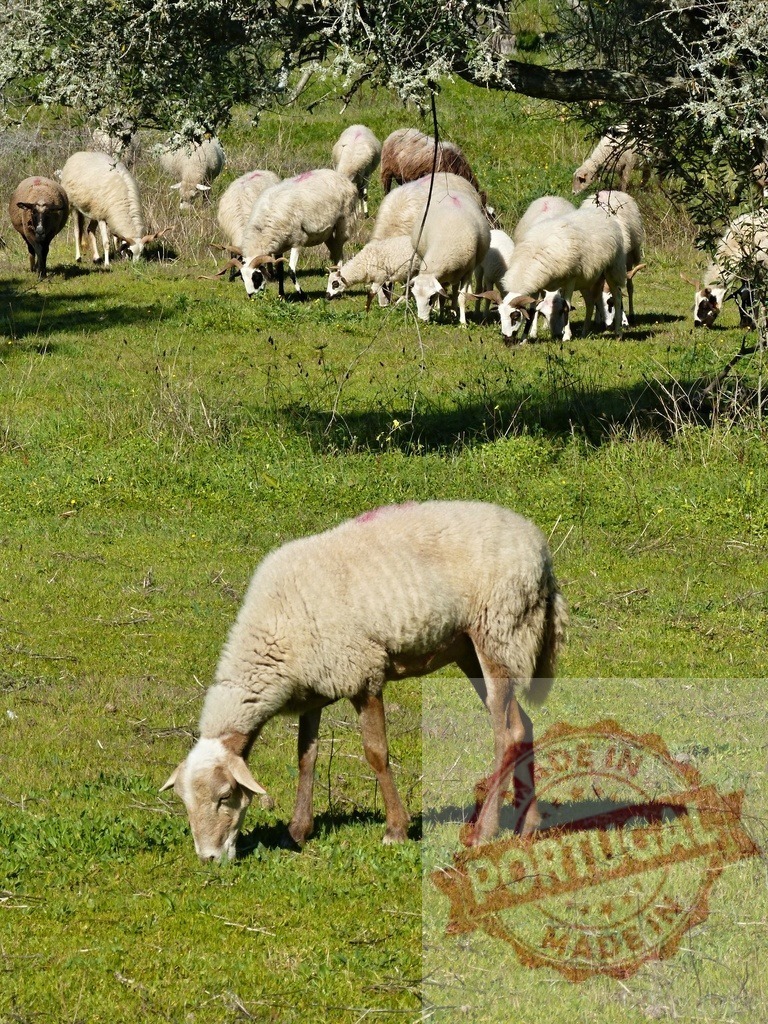 Sheep flock grazing on green meadow pasture | Sheep grazing on lush green grass in a field under a sunny sky - Realized with Pictrs.com