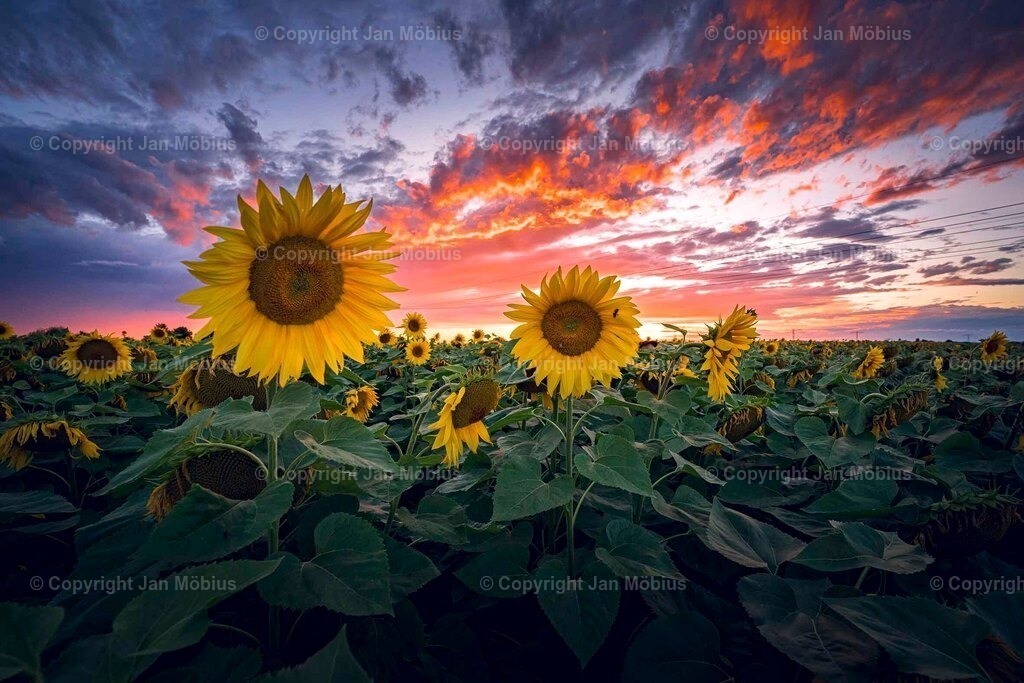 _DSC6296 | Leipzig Wandbilder Drucke Prints Leinwand Stadtmotive Leipzig Fotosdruck Kunstdrucke Bilder Leipzig Stadtansichten Acrylglasbilder Leipzig Wanddeko Fine Art Prints Wandbilder Büro Leipzig Bilder Praxis Zuhause Bilderdruck Poster Posterlounge Kunstdrucke - Realisiert mit Pictrs.com