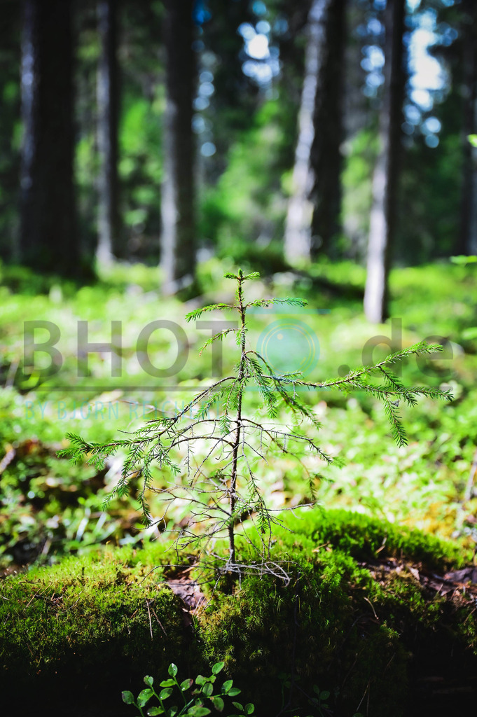 New Life | Landschaft
© Björn Reichert/Bhoto.de