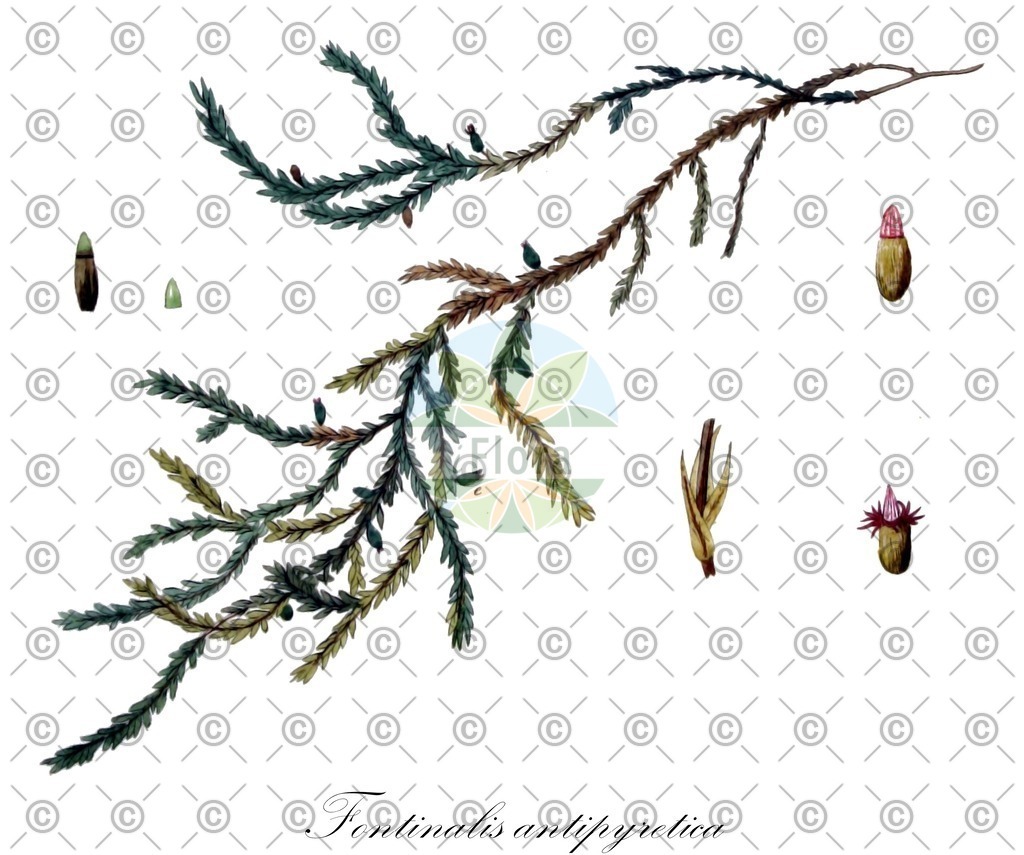 HistAbb_wfo-0000691545_1_ENZY_Simple | Historische Abbildung von Fontinalis antipyretica - Fontinalaceae | Historical Illustration of Fontinalis antipyretica - Fontinalaceae
