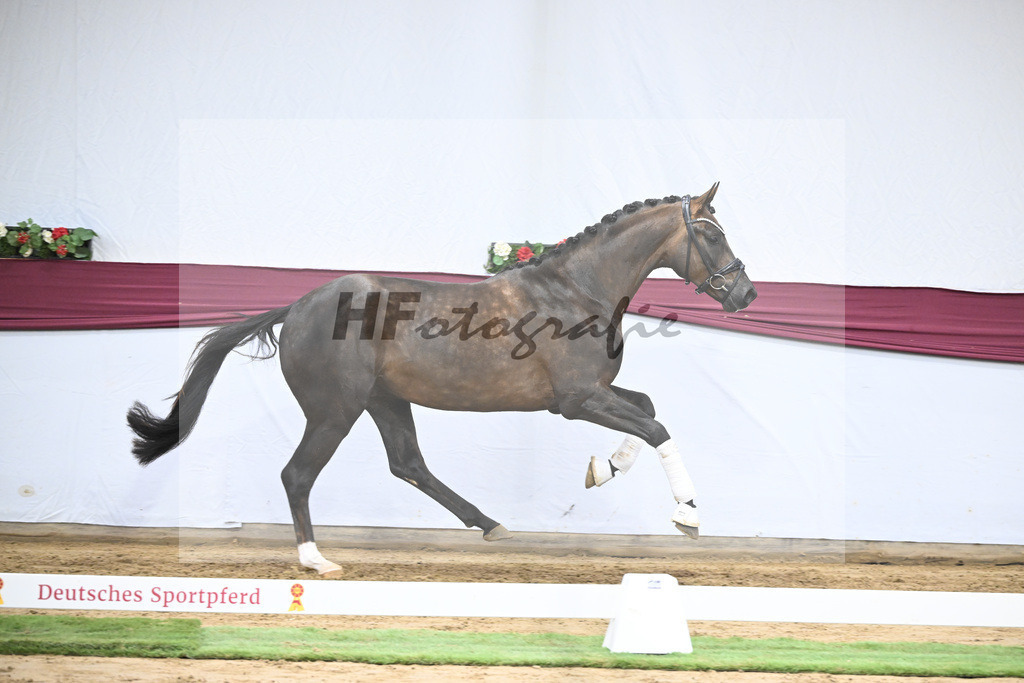 Kat-Nr. 63 Feliciano x Don Martillo_Michaela Rupp_47252434 | hf-fotografie - Realizzato con Pictrs.com