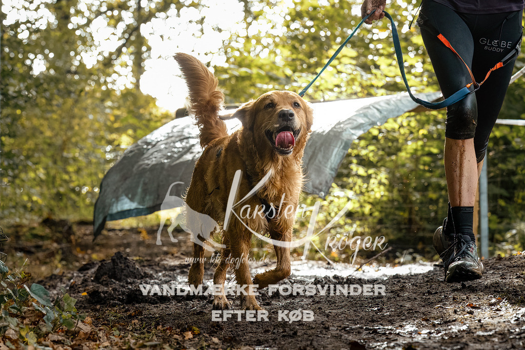 1450DZ6_3596-BearbeitetZ6 | kk-dogfotos