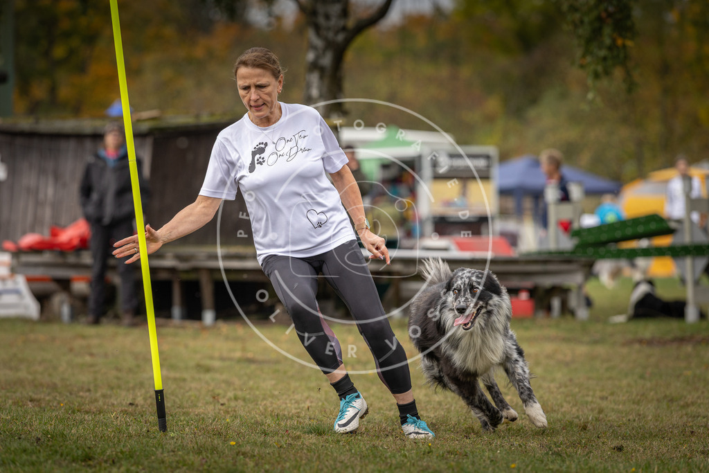 Pfotenfotografie_DV3A5640 | Hundefotografie, Tierfotograf, Pfotenfotografie, Fotoshooting Hund, Hunde Portrait, Hundesport, Hundeportraits, Heideshooting, Hunde, Sportfotograf, Hundefotograf, Turnierhundsport, THS,  - Realisiert mit Pictrs.com