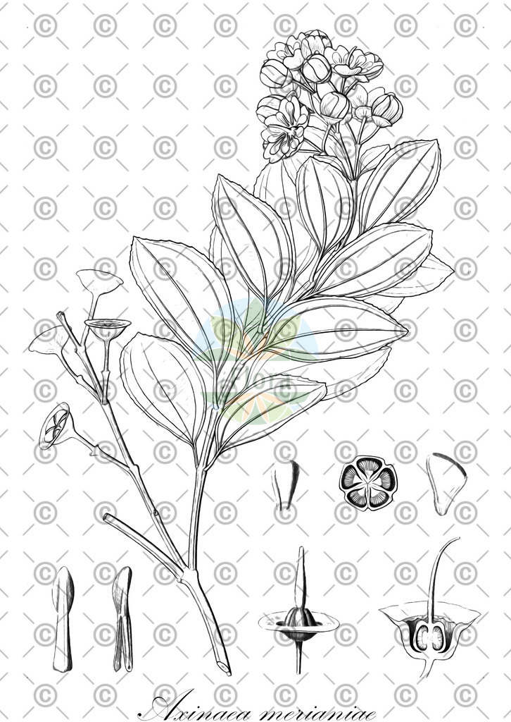 HistAbb_wfo-0000303791_1_ENZY_Simple | Historische Abbildung von Axinaea merianiae - Melastomataceae | Historical Illustration of Axinaea merianiae - Melastomataceae