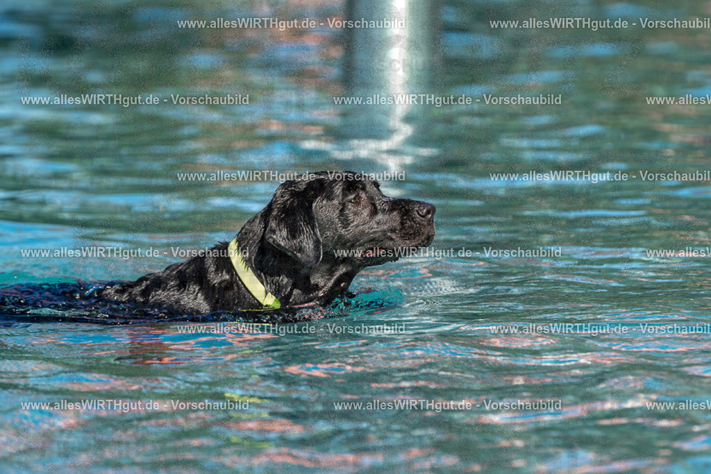 Hundeschwimmen_Volksbad_2026-allesWIRTHgut_Tierfotografie-2609061111-FAY06172 | Professionelle Tierfotografie in Mönchengladbach von Daniel Wirth (allesWIRTHgut). Liebevolle & natürliche Bilder von Hunden & Katzen für unvergessliche Erinnerungen.