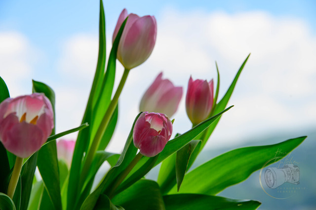 _DSC5711 | Shop für Prints Landschaftsfotografie Sächsische Schweiz Naturfotografie in Thüringen Fotos vom Findlingspark Nochten Kloster Sankt Marienstern Bilder Festung Königstein PanoramaRhododendronpark Kromlau FotogalerSchleswig-Holstein Küstenlandschaften