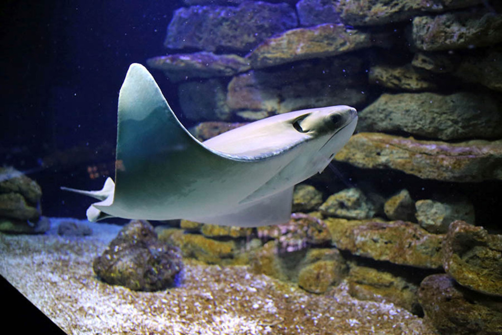 Aquarium im im Zoo Leipzig | Entdecke über 20 Kategorien Leipzig-Motive: Foto-Downloads, hochwertige Poster, Leinwand- & Fine-Art-Prints. Jetzt Lieblingsfoto im Bildlexikon Leipzig Shop bestellen!