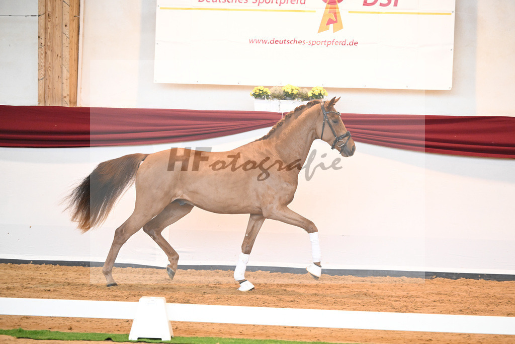 Kat-Nr. 52 v. Vaderland_Galneder_66220759 | hf-fotografie - Realisiert mit Pictrs.com