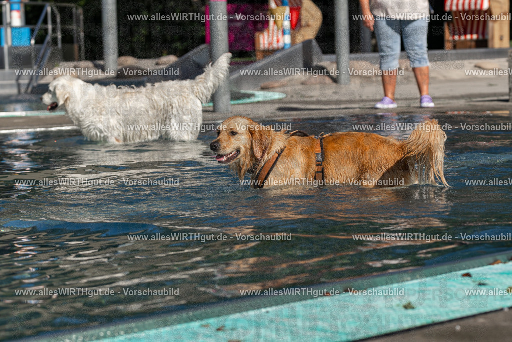 Hundeschwimmen_Volksbad_2026-allesWIRTHgut_Tierfotografie-2609061100-FAY06096 | Professionelle Tierfotografie in Mönchengladbach von Daniel Wirth (allesWIRTHgut). Liebevolle & natürliche Bilder von Hunden & Katzen für unvergessliche Erinnerungen.