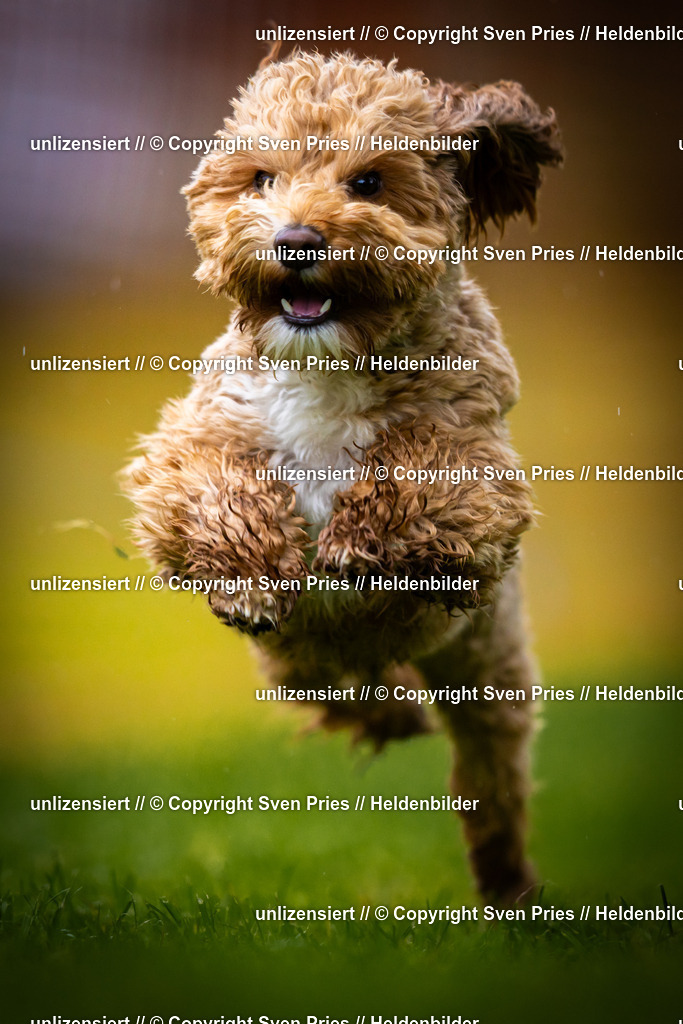 Sven Pries | 2025-09-21 - Hunderennen Baden-Oos - Realisiert mit Pictrs.com