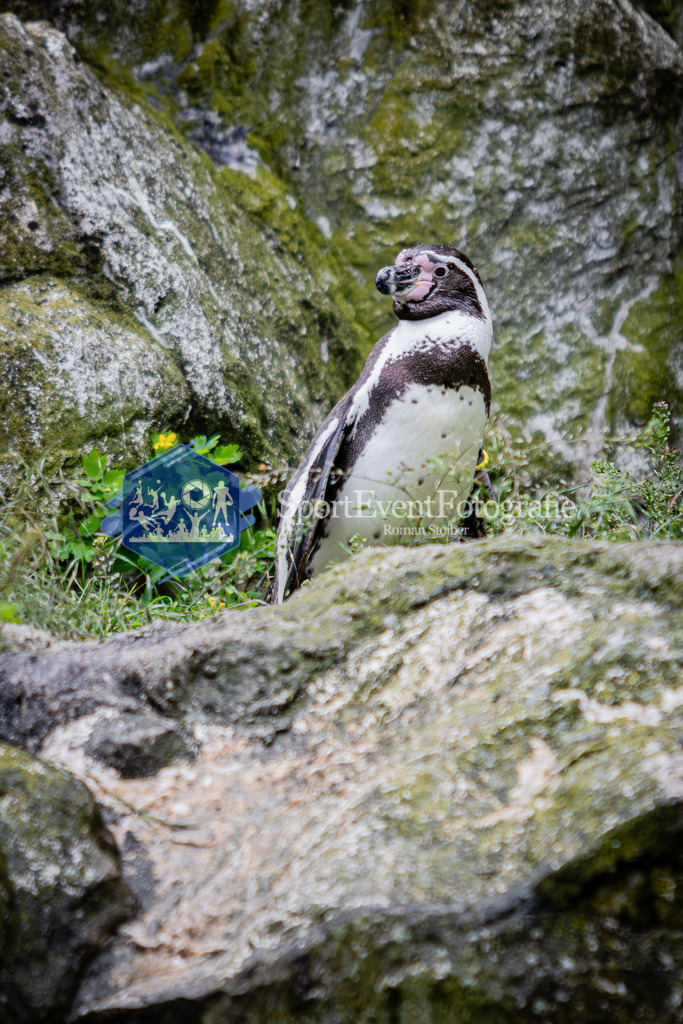 IMG_5481 | SportEventFotografie - Roman Stoiber