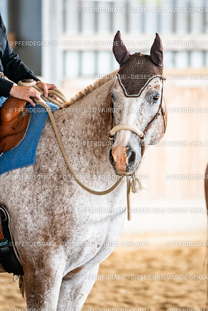 DSC08703 | Pferdegrafie