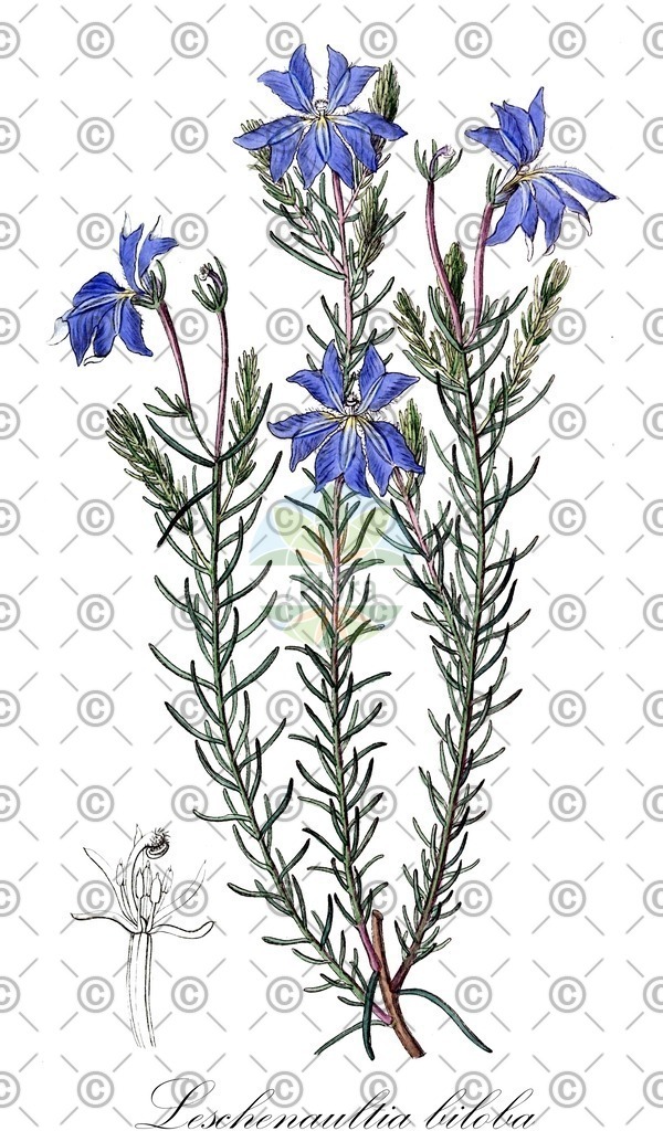 HistAbb_wfo-0001163141_1_ENZY_Simple | Historische Abbildung von Leschenaultia biloba - Goodeniaceae | Historical Illustration of Leschenaultia biloba - Goodeniaceae