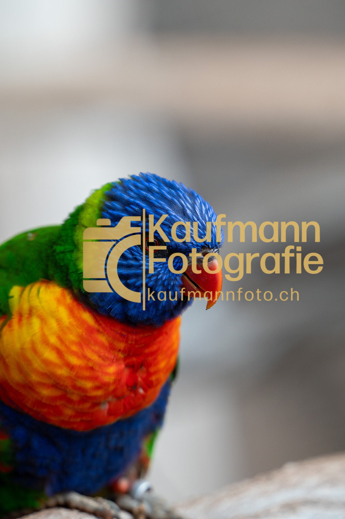 Jungle_Park_def-5285 | kaufmannfoto - Realisiert mit Pictrs.com