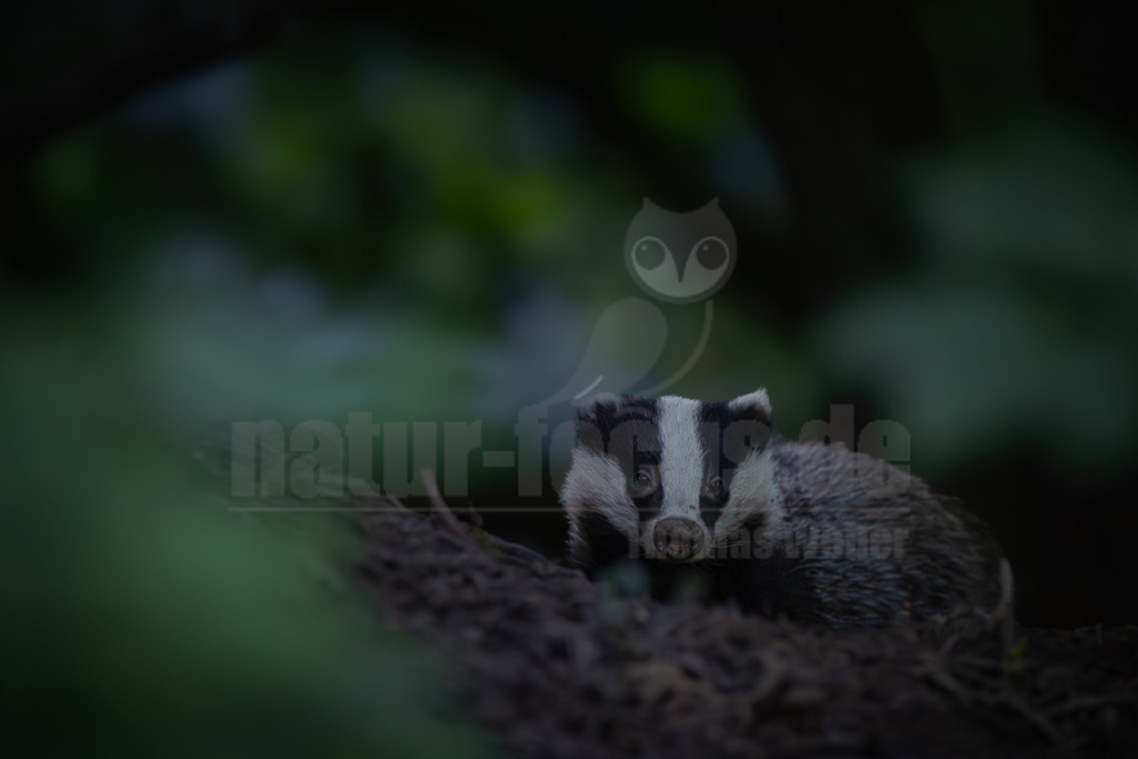 R5M24448_20260618 | Ein Europäischer Dachs (Meles meles) blickt in der Dämmerung direkt in die Kamera. Sein charakteristisches schwarz-weiß gestreiftes Gesicht ist deutlich zu erkennen. Der Dachs ist ein nachtaktives Säugetier, das in weiten Teilen Europas verbreitet ist und hauptsächlich in Wäldern und offenen Landschaften mit Versteckmöglichkeiten lebt. Er ist bekannt für seine komplexen Bauwerke, die er über Generationen hinweg bewohnt. - Realisiert mit Pictrs.com