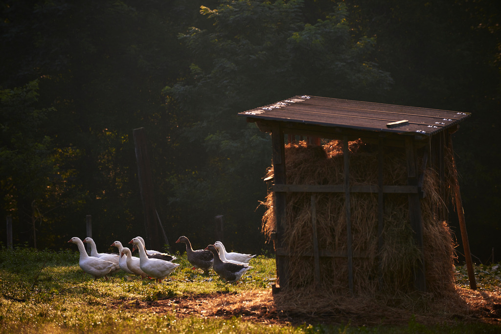 Gänse auf der Wiese | Neumarkt an der Raab, Austria - August 19, 2014: Gänse auf der Wiese mit Futterstall. - Realisiert mit Pictrs.com
