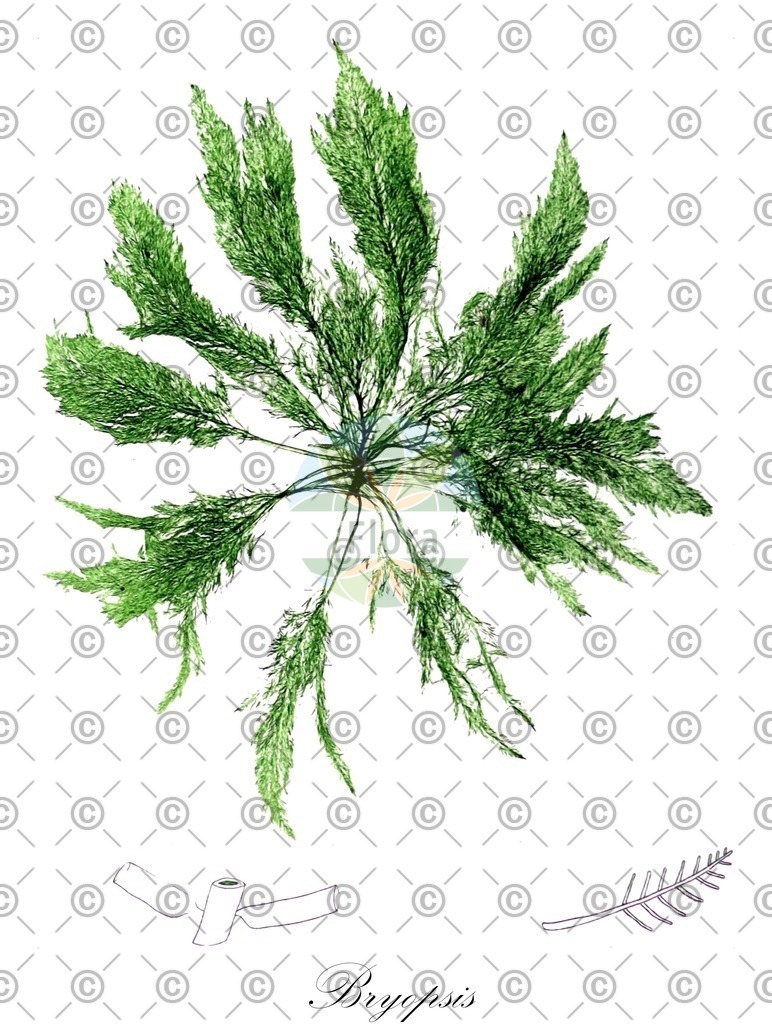 HistAbb_3DNY_5_ENZY_Simple | Historische Abbildung von Bryopsis - Bryopsidaceae (0) | Historical Illustration of Bryopsis - Bryopsidaceae (0)