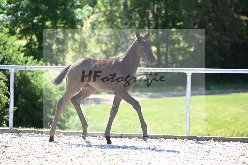 Kat-Nr. 8 HF Fuerst Zonik PS_Kratz_16230276 | hf-fotografie - Realisiert mit Pictrs.com