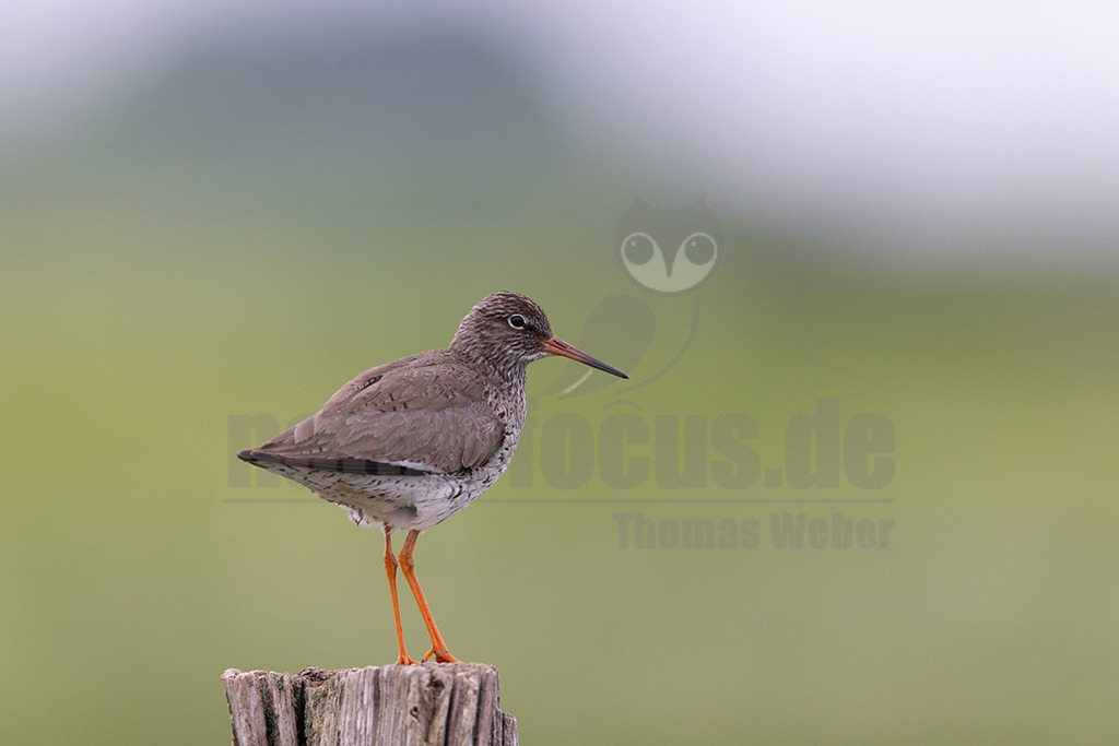 R5NF6285-20230521 | Der Rotschenkel ist eine Vogelart aus der Familie der Schnepfenvögel. Er ist ein Brutvogel über weite Bereiche Eurasiens. Zu seinem Lebensraum gehören die mediterrane bis boreale Zone, und er kommt in Asien auch in Steppen- und Wüstengebieten vor. - Realisiert mit Pictrs.com