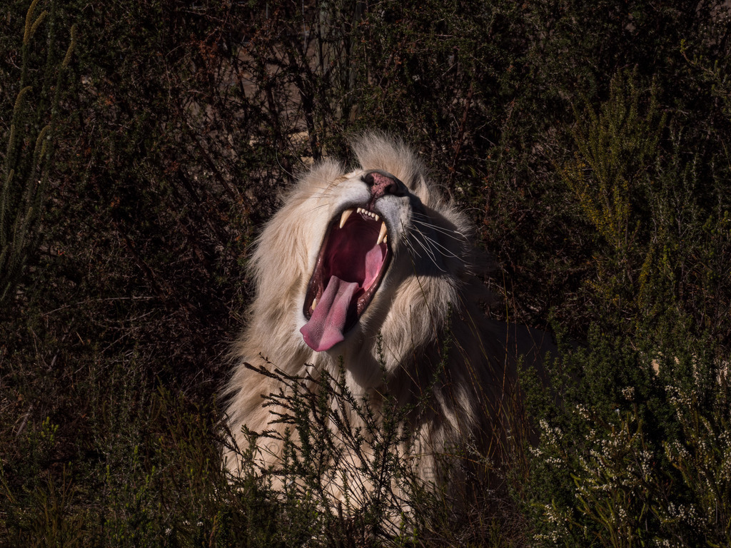 PANA3065-LR | Natur im Moment - Realisiert mit Pictrs.com