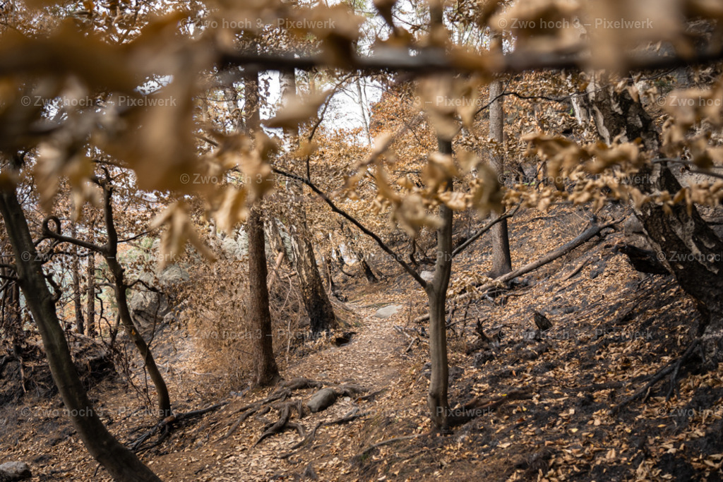 Obere_Affensteinpromenade_Waldweg_Waldbrand_Laubblatt_Laub | 2022-09-02_Waldbrandgebiete_2 - Realisiert mit Pictrs.com
