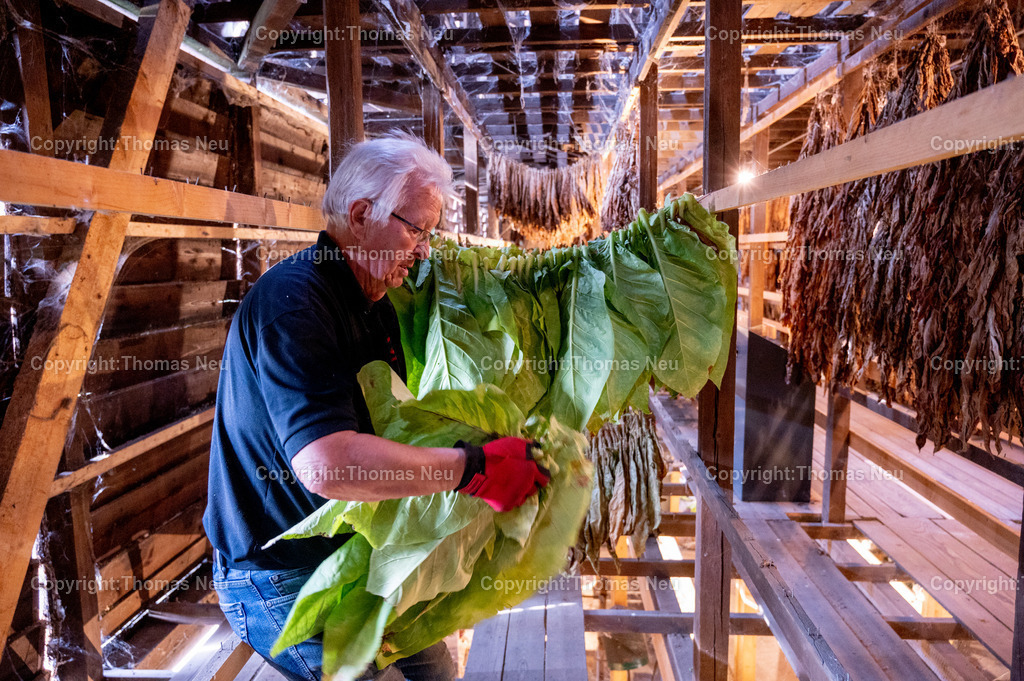 Lorsch_Tabakernte-33 | 23.08.2025, Lorsch, Tabakscheune, die Tabakernte wird zum Trockenen verarbeitet, Bild: Eva-Maria Eberle, und Gudrun Gallei, ,, Bild: Thomas Neu