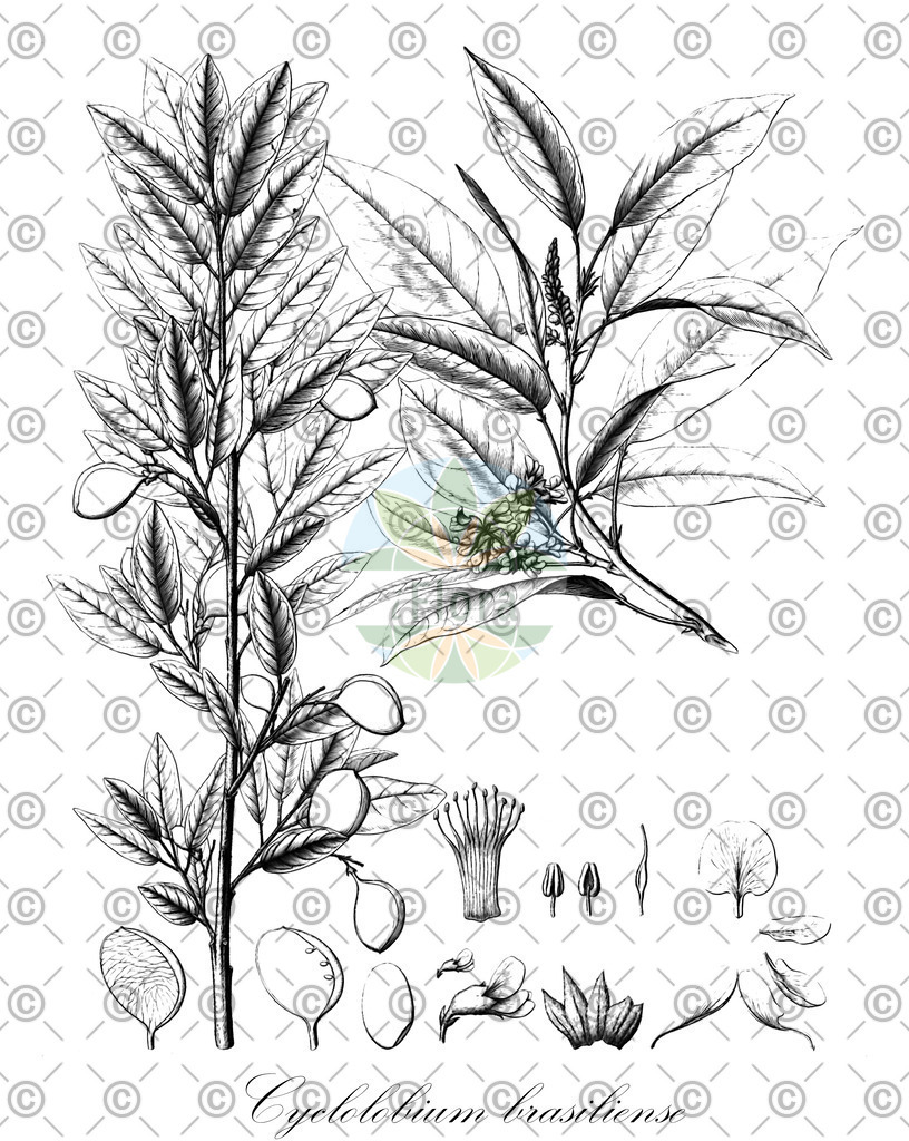 HistAbb_EMP_78501_2_FloraD_Simple | Historische Abbildung von Cyclolobium brasiliense - Fabaceae | Historical Illustration of Cyclolobium brasiliense - Fabaceae
