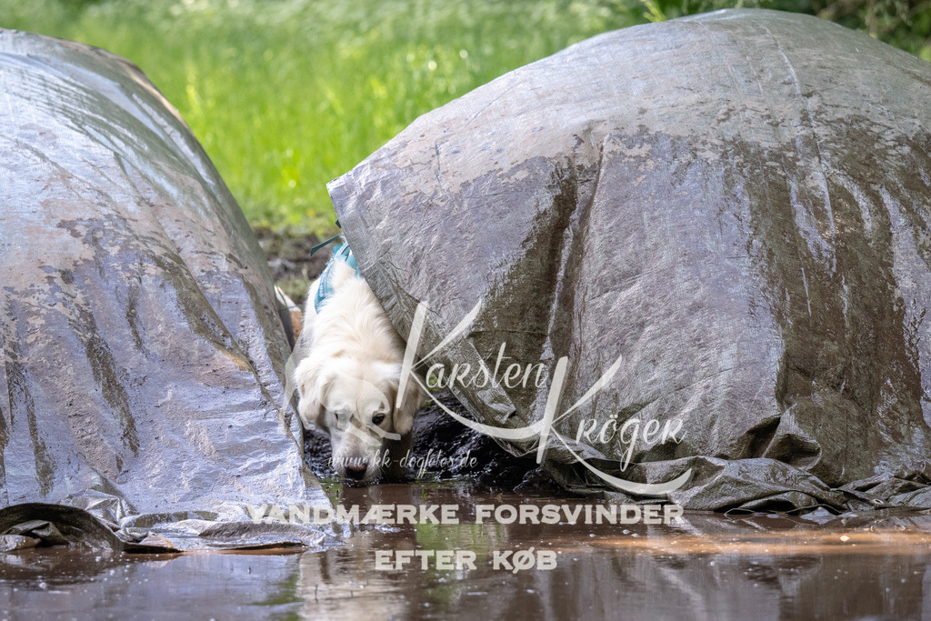 1306_ZZ90094 | kk-dogfotos