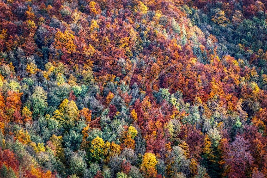 2020-10-24 Ruine Reußenstein-62 | Herbstwald auf dern Schwäbischen Alb - Realisiert mit Pictrs.com