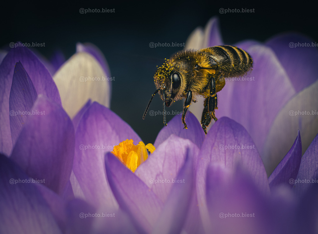 Landeanflug | Eine fleißige Biene im Landeanflug. Ziel: Krokusblüte. - Realisiert mit Pictrs.com