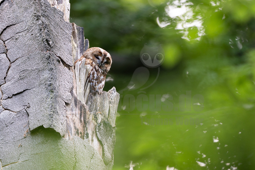 _5II3229_20250601 | Ein Waldkauz (Strix aluco) sitzt tagsüber auf einem alten, zerbrochenen Baumstamm und scheint zu ruhen oder zu schlafen. Sein braun-weiß gesprenkeltes Gefieder bietet eine hervorragende Tarnung vor dem grauen Holz. Der Kopf des Kauzes ist leicht gesenkt und die Augen sind geschlossen, was auf eine Ruhephase hindeutet. Der Hintergrund ist unscharf und zeigt leuchtend grüne Blätter, was auf eine Waldumgebung hindeutet. Es sind keine weiteren Interaktionen zu beobachten, der Vogel verweilt friedlich in seiner natürlichen Umgebung. - Realisiert mit Pictrs.com