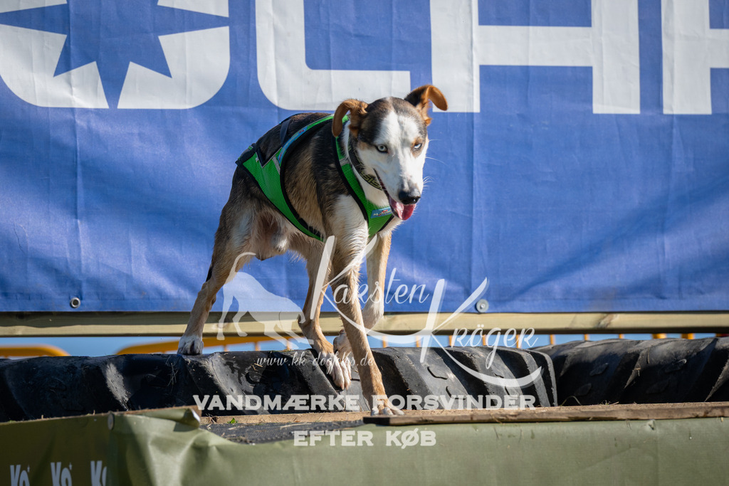 1003_ZZ97299 | kk-dogfotos