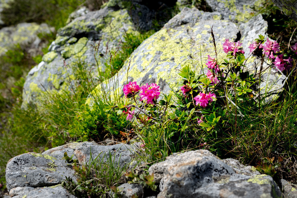 Almrauschblüte | Bei Veröffentlichung des Bildes ist eine Namensnennung wie folgt erforderlich: Foto: Mostdirn Irmgard Wieser - Realisiert mit Pictrs.com