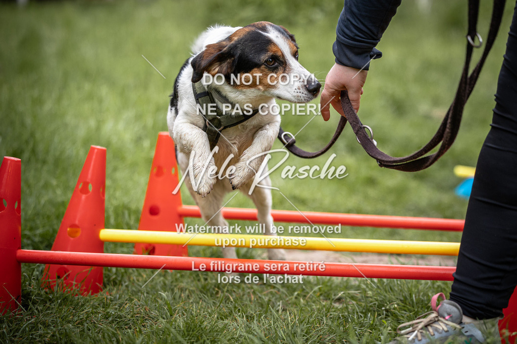 nelerasche_So-earlydog_08 | nelerasche