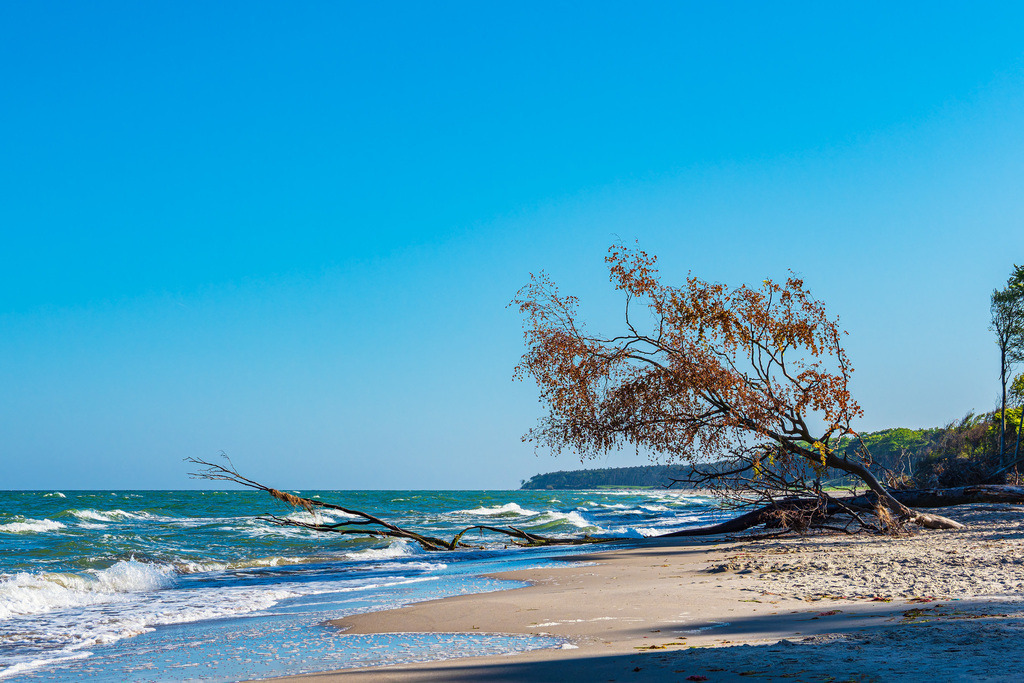 Umgestürzter Baum am Weststrand auf dem Fischland-Darß | Umgestürzter Baum am Weststrand auf dem Fischland-Darß.