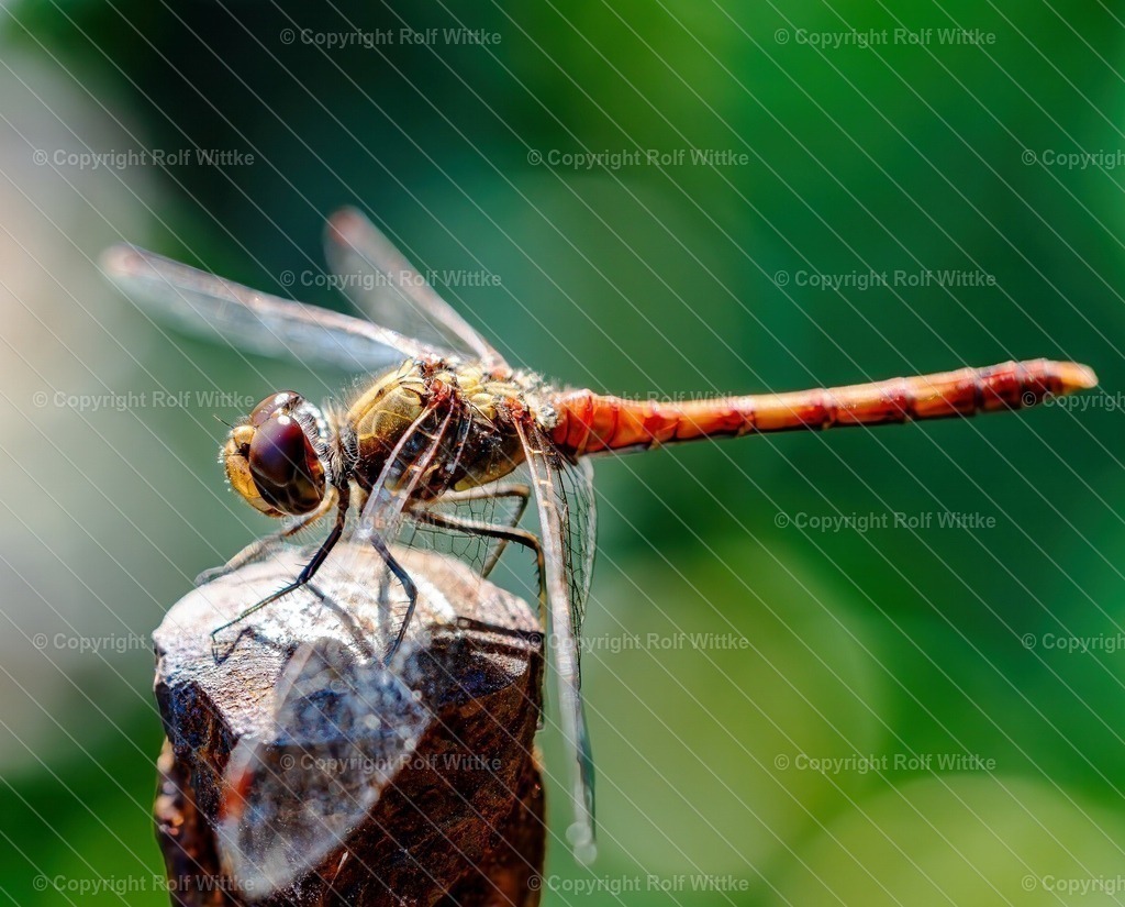 heidelibelle1 | Rolf Wittke  - Realisiert mit Pictrs.com