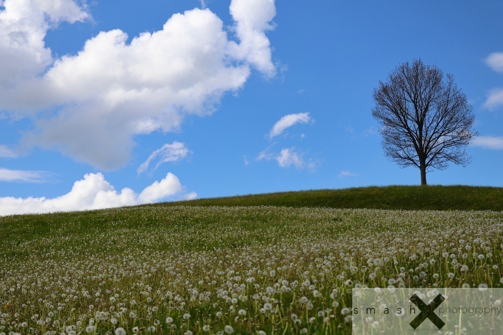 Awakening of Spring 01 | St.Gallen (Switzerland/Schweiz)