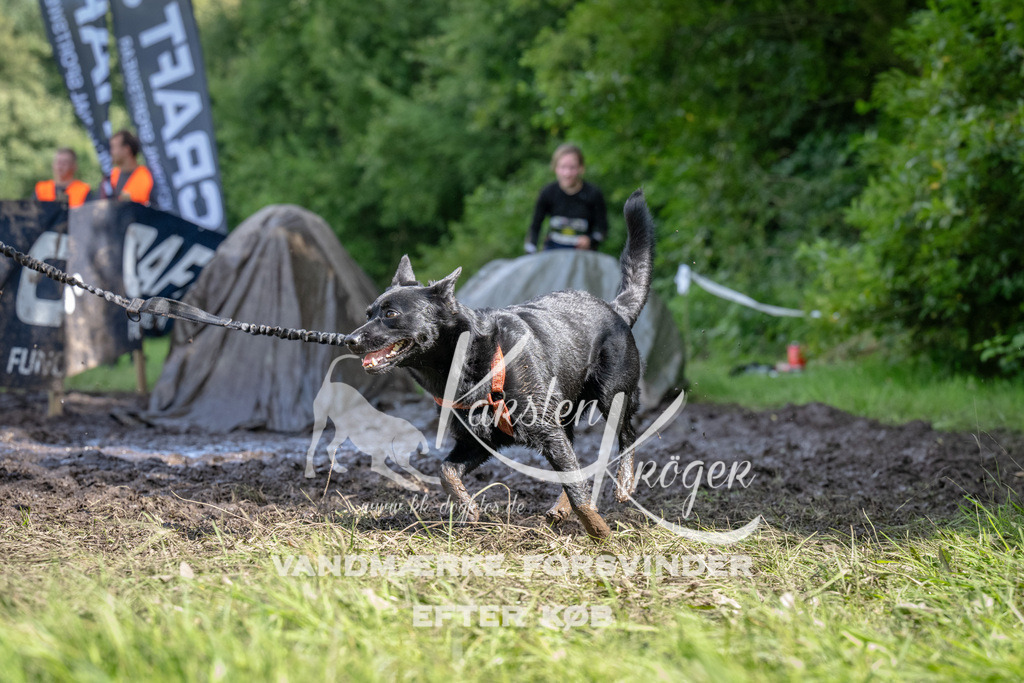 1508_ZZ90886 | kk-dogfotos