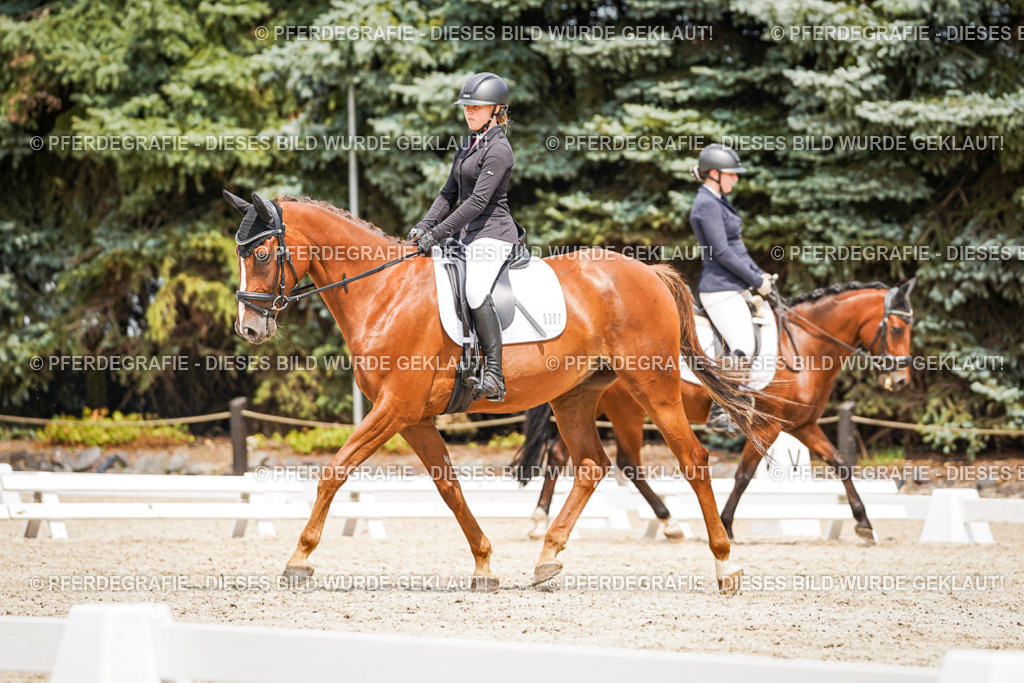 DSC03774 | Pferdegrafie