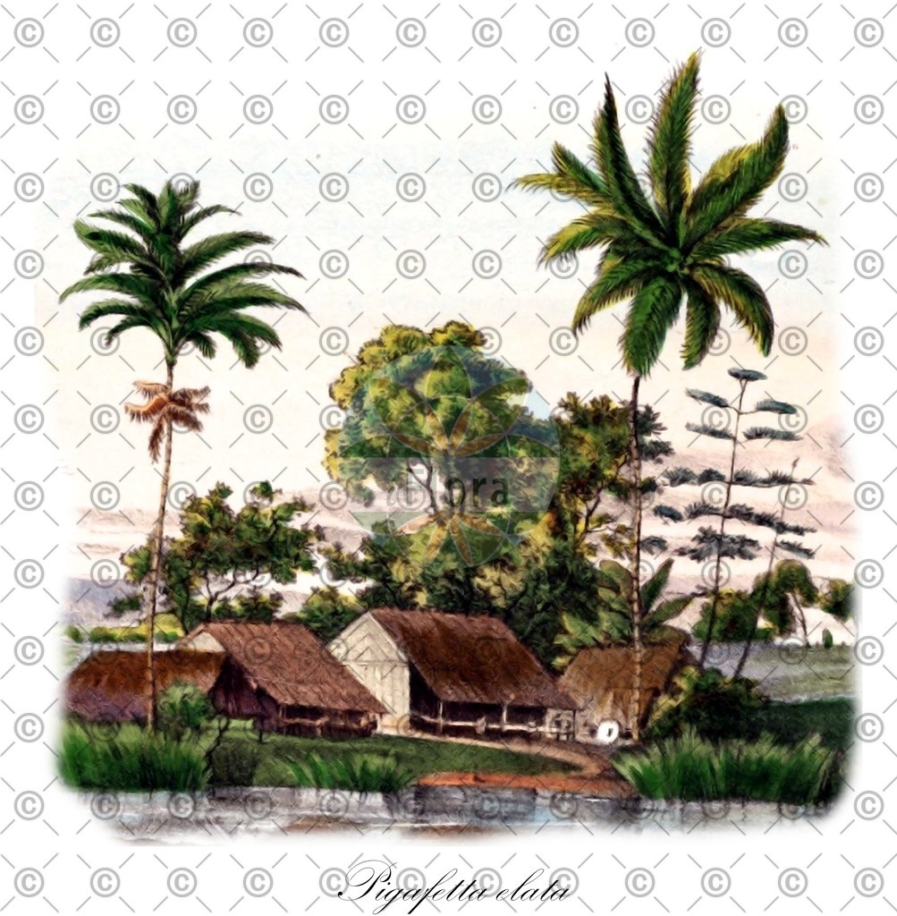 HistAbb_63MDW_1_ENZY_Simple | Historische Abbildung von Pigafetta elata - Arecaceae | Historical Illustration of Pigafetta elata - Arecaceae