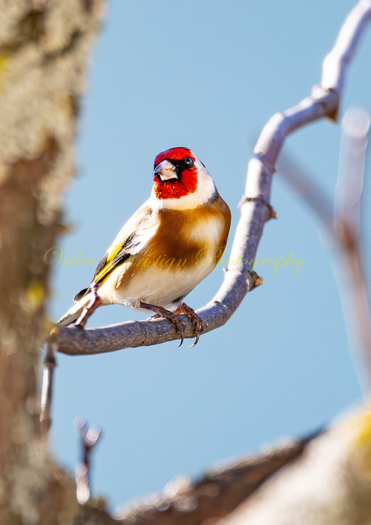 P 64 | Christian Vulin  - Realisiert mit Pictrs.com