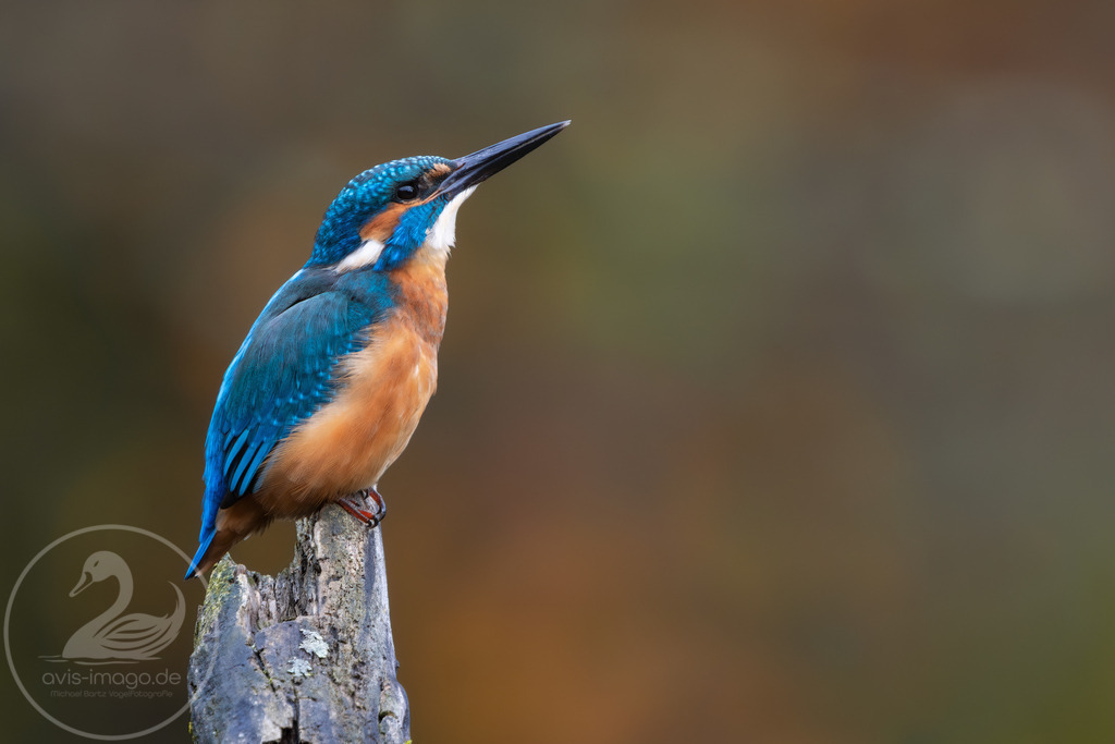 Eisvogel im Herbst | Ein Eisvogel posiert auf einem Ast im Herbst - Realisiert mit Pictrs.com
