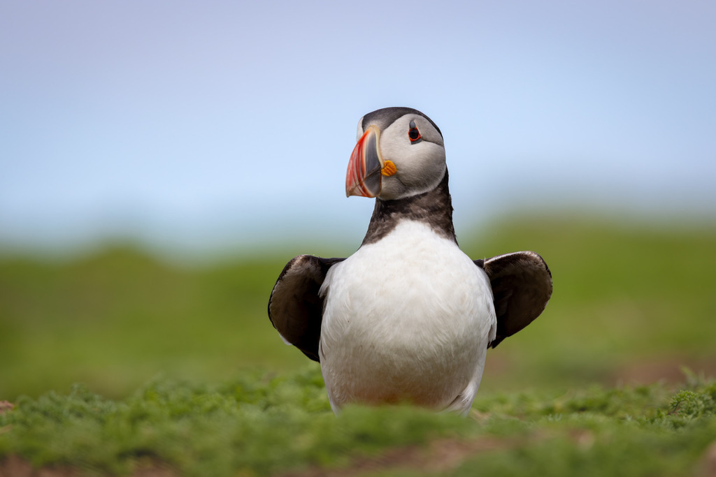 Standing Proud | An Atlantic Puffin (Fratercula arctica) stands upright at the entrance to its burrow on Skomer Island, Wales. With its wings slightly raised and its unmistakable profile, the bird displays the quiet confidence that has made this charismatic seabird an icon of the North Atlantic.