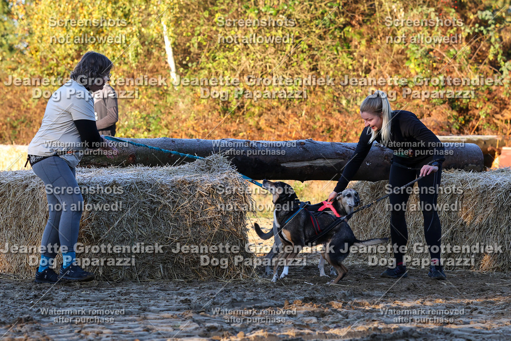 Dog Paparazzi - Strongdog 10-25-574 | Dog Paparazzi Jeanette Grottendiek Fotografie & Videografie - Realisiert mit Pictrs.com