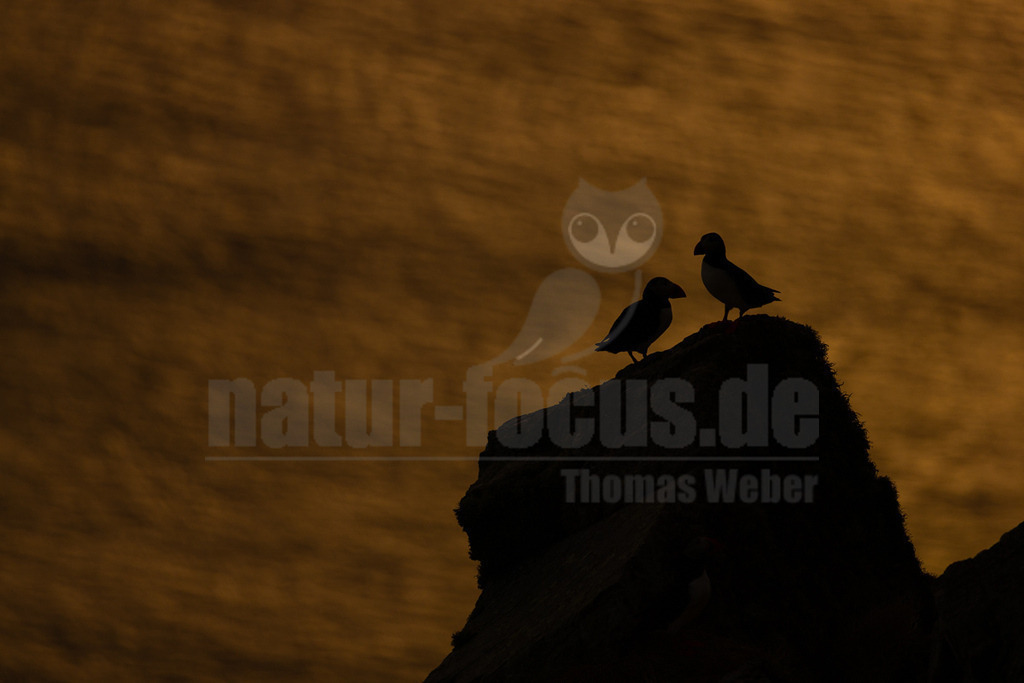 R5NF9518-20230721 | Das Bild zeigt zwei Papageitaucher (Fratercula arctica) als Silhouetten auf einem Felsen. Die Vögel scheinen in Interaktion zu treten, möglicherweise in einer sozialen Interaktion oder Paarbindung. Der Hintergrund ist in warmen, dunklen Farbtönen gehalten, was auf einen Sonnenuntergang oder eine Dämmerung hindeutet. - Realisiert mit Pictrs.com